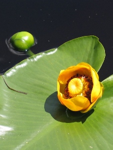 Nuphar polysepala